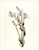 Mary Vaux Walcott 1925 Print Tarflower - Panteek Antique Prints