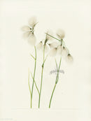 Mary Vaux Walcott 1925 Print Tassel Cottongrass - Panteek Antique Prints