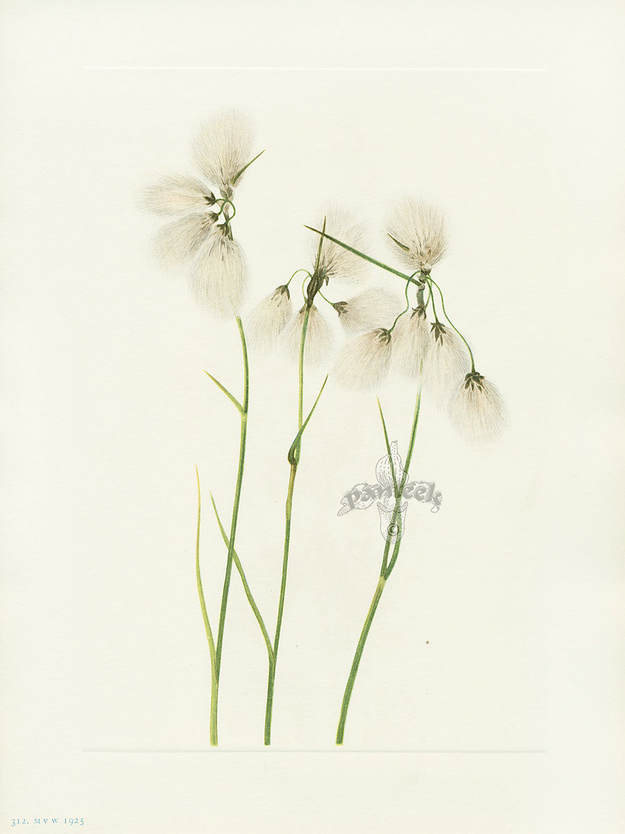 Mary Vaux Walcott 1925 Print Tassel Cottongrass