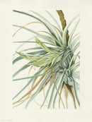 Mary Vaux Walcott 1925 Print Tillandsia - Panteek Antique Prints