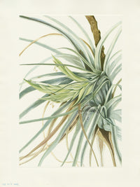 Mary Vaux Walcott 1925 Print Tillandsia - Panteek Antique Prints