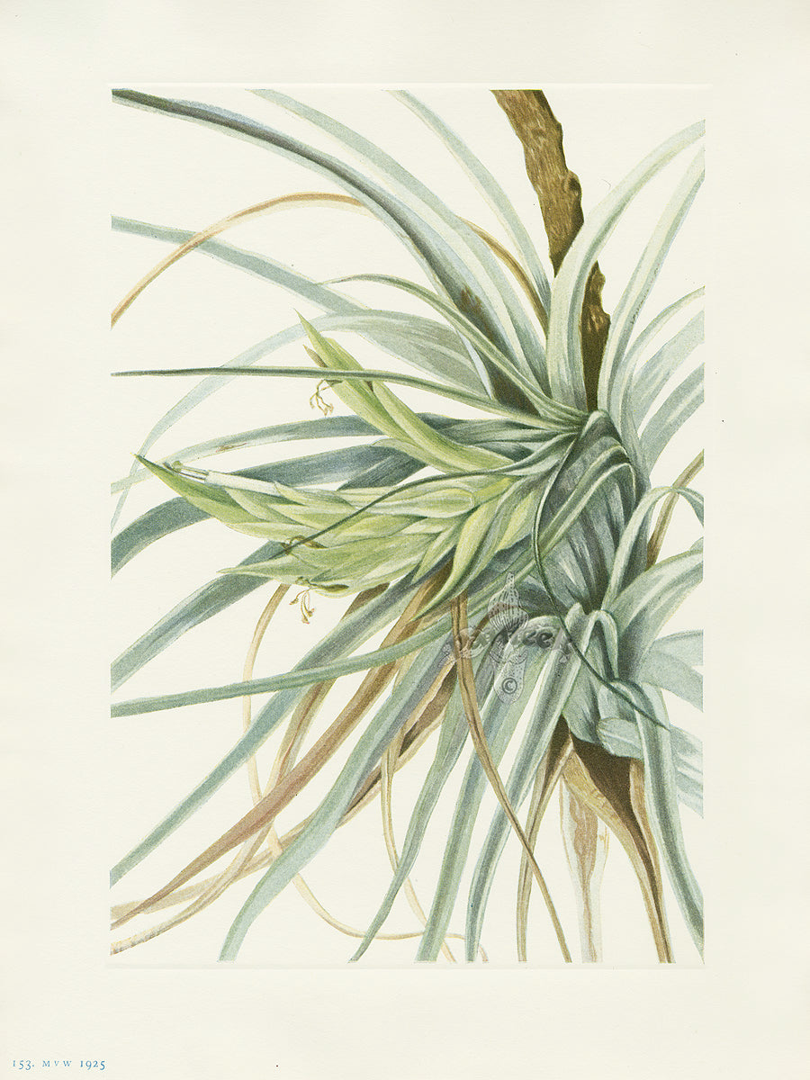 Mary Vaux Walcott 1925 Print Tillandsia