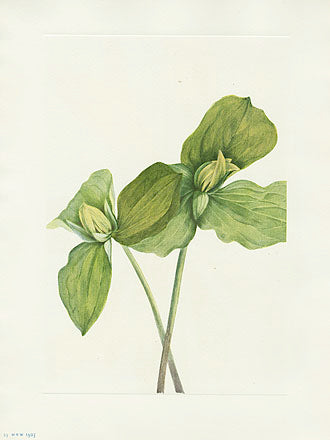 Mary Vaux Walcott 1925 Print Toad Trillium