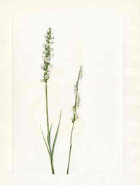 Mary Vaux Walcott 1925 Print Tresses Orchid - Panteek Antique Prints