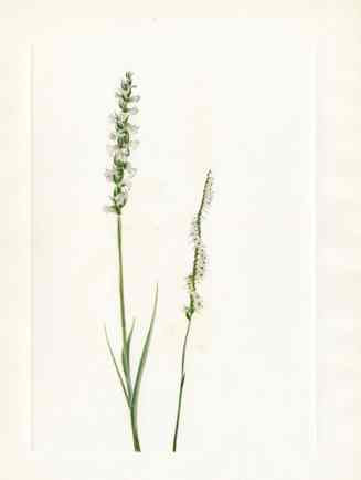 Mary Vaux Walcott 1925 Print Tresses Orchid