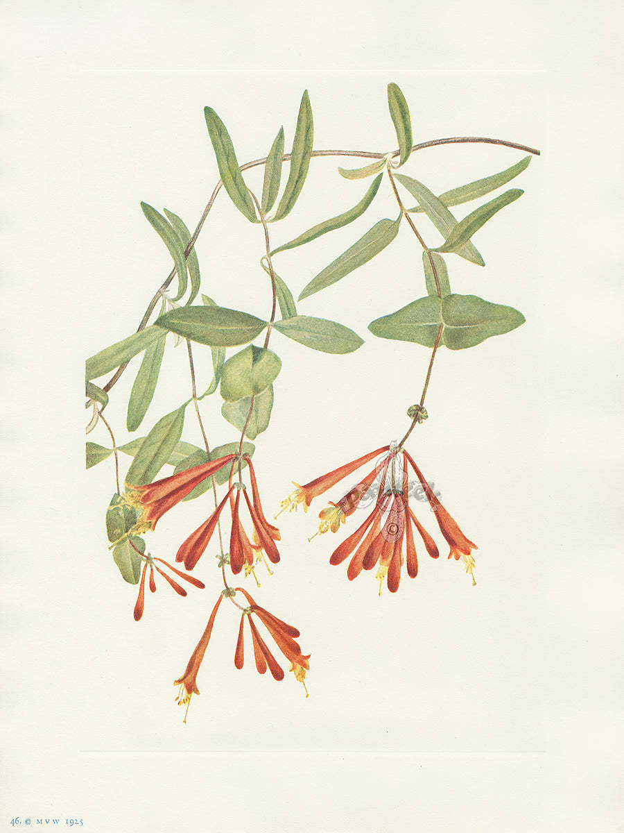 Mary Vaux Walcott 1925 Print Trumpet Honeysuckle