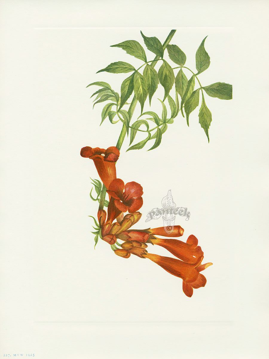 Mary Vaux Walcott 1925 Print Trumpetcreeper