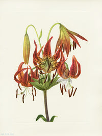 Mary Vaux Walcott 1925 Print Turkscap Lily - Panteek Antique Prints