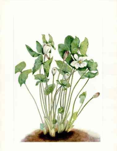 Mary Vaux Walcott 1925 Print Twinleaf