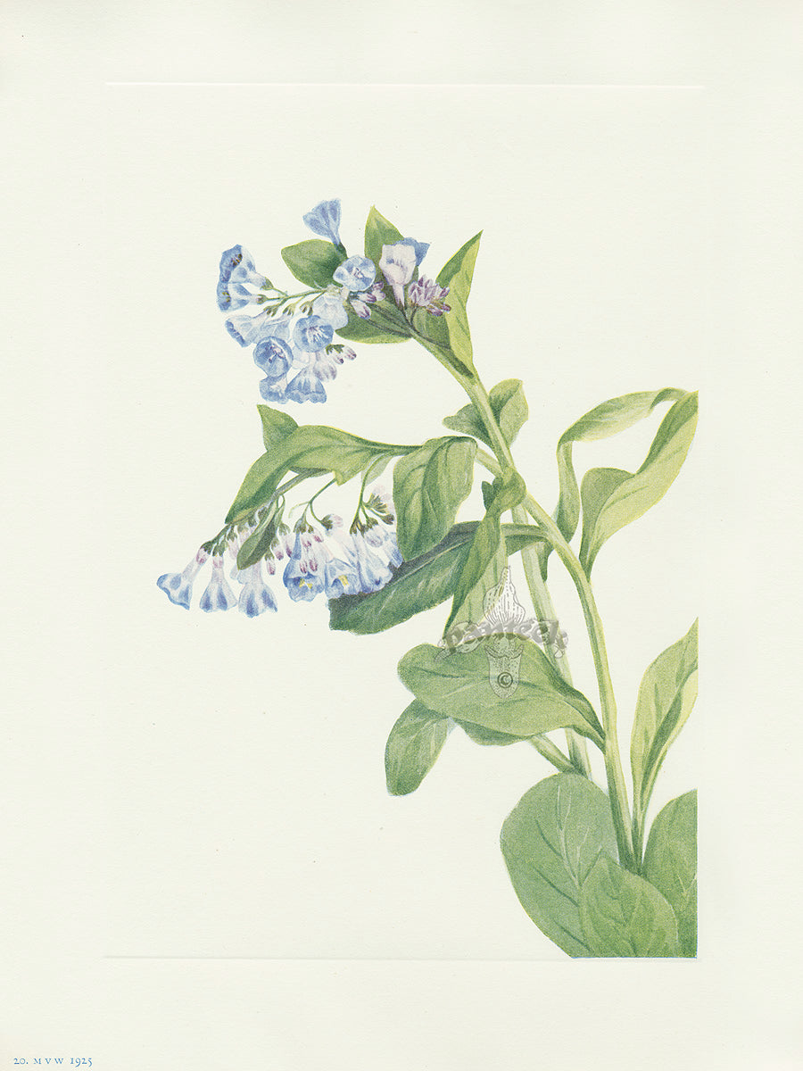 Mary Vaux Walcott 1925 Print Virginia Bluebells
