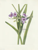 Mary Vaux Walcott 1925 Print Virginia Spiderwort - Panteek Antique Prints