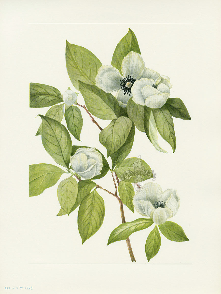 Mary Vaux Walcott 1925 Print Virginia Stewartia