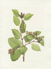 Mary Vaux Walcott 1925 Print W. Green Alder - Panteek Antique Prints