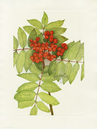 Mary Vaux Walcott 1925 Print W. Mountain-ash - Panteek Antique Prints