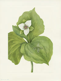 Mary Vaux Walcott 1925 Print Wax Trillium - Panteek Antique Prints