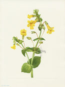 Mary Vaux Walcott 1925 Print Western Monkeyflower - Panteek Antique Prints