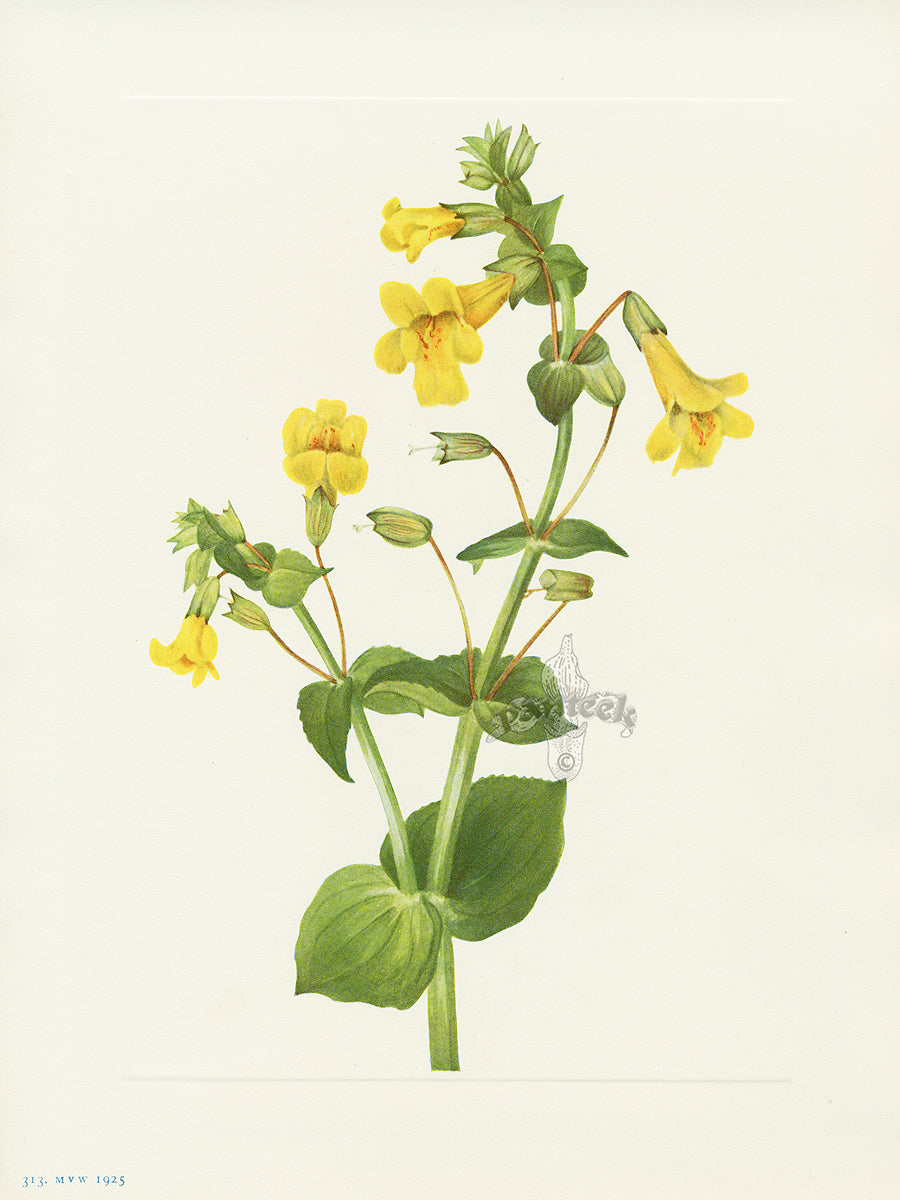 Mary Vaux Walcott 1925 Print Western Monkeyflower