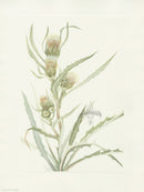 Mary Vaux Walcott 1925 Print White Thistle - Panteek Antique Prints