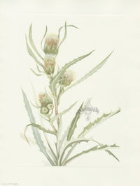 Mary Vaux Walcott 1925 Print White Thistle - Panteek Antique Prints