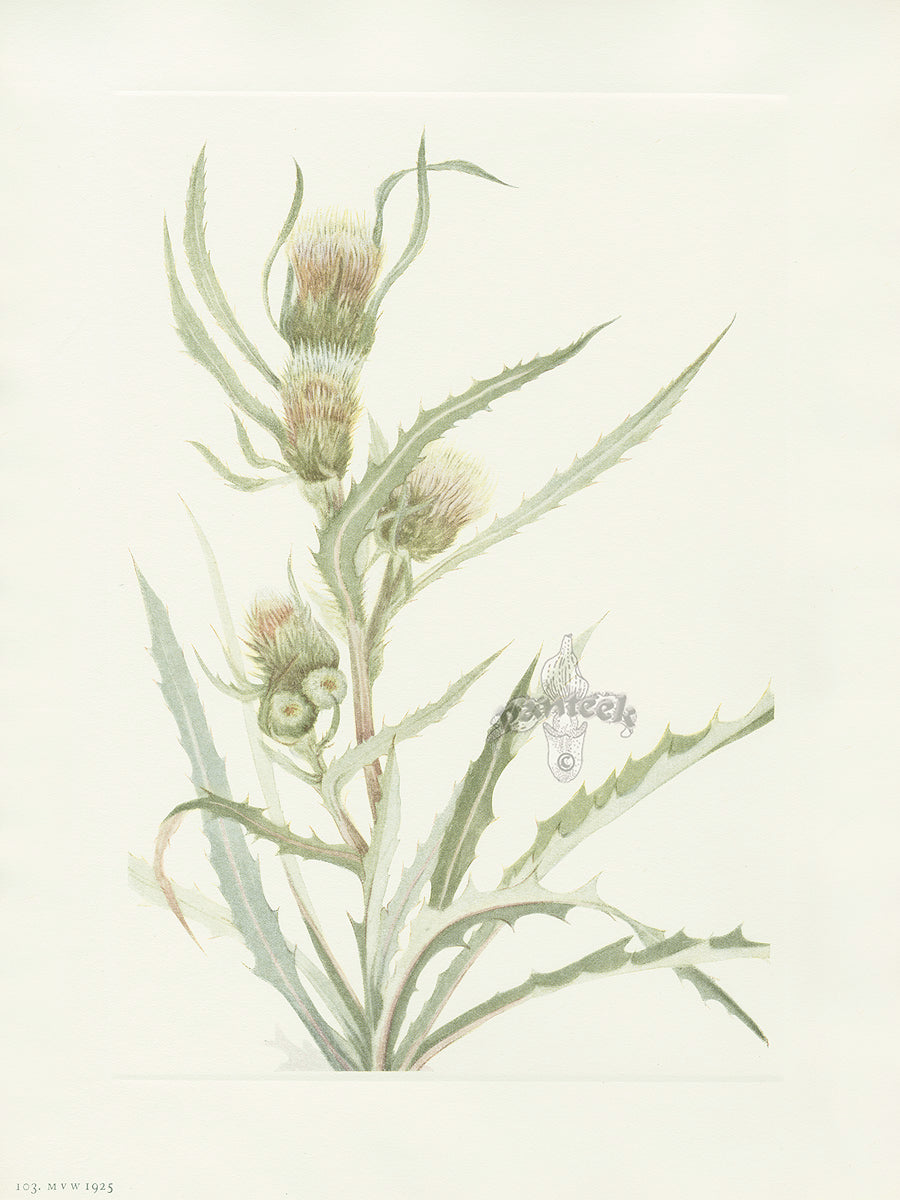 Mary Vaux Walcott 1925 Print White Thistle