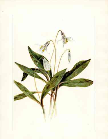 Mary Vaux Walcott 1925 Print White Troat Lily