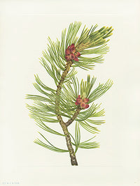 Mary Vaux Walcott 1925 Print Whitebark Pine - Panteek Antique Prints