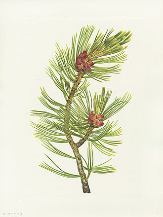 Mary Vaux Walcott 1925 Print Whitebark Pine