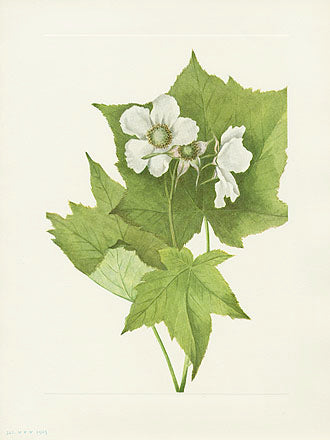 Mary Vaux Walcott 1925 Print Whiteflowering Raspberry