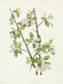 Mary Vaux Walcott 1925 Print Wild Sweet Crab - Panteek Antique Prints