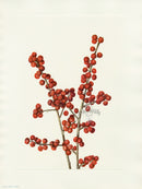Mary Vaux Walcott 1925 Print Winterberry - Panteek Antique Prints