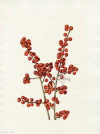 Mary Vaux Walcott 1925 Print Winterberry - Panteek Antique Prints