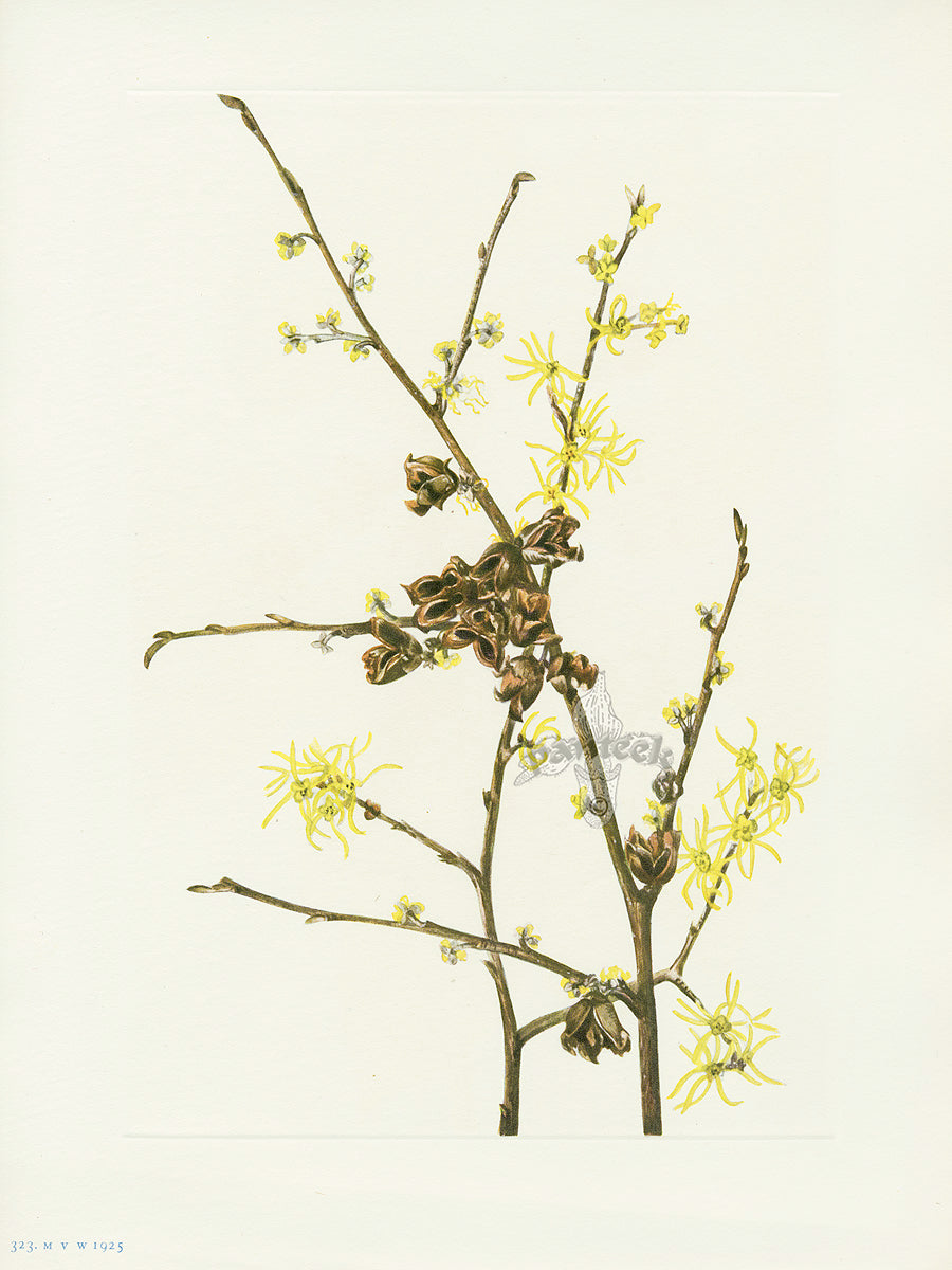 Mary Vaux Walcott 1925 Print Witch-hazel