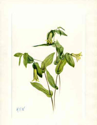 Mary Vaux Walcott 1925 Print Wood Merrybells - Panteek Antique Prints