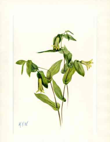 Mary Vaux Walcott 1925 Print Wood Merrybells