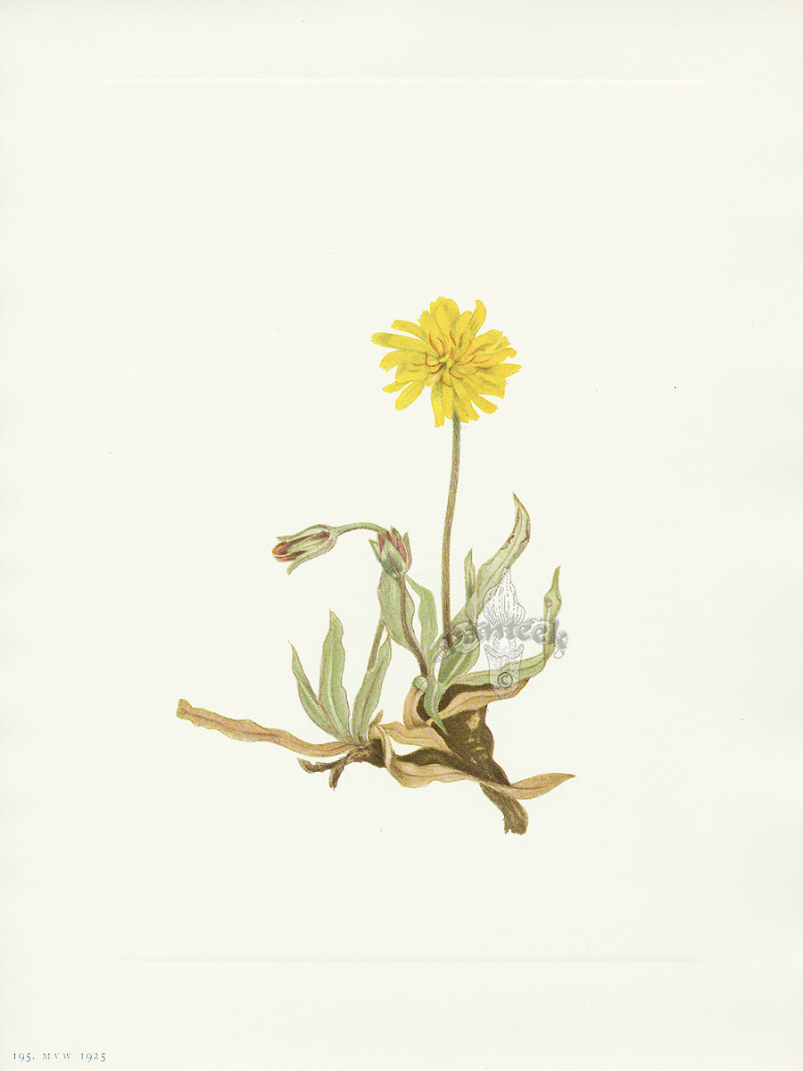 Mary Vaux Walcott 1925 Print Woolly Agoseris