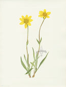 Mary Vaux Walcott 1925 Print Woolly Arnica - Panteek Antique Prints