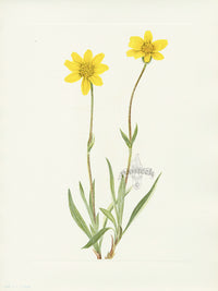 Mary Vaux Walcott 1925 Print Woolly Arnica - Panteek Antique Prints