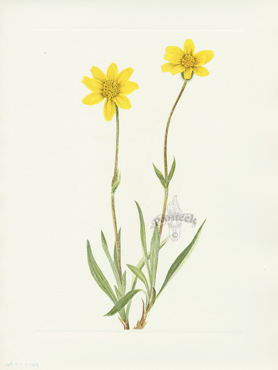 Mary Vaux Walcott 1925 Print Woolly Arnica