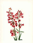 Mary Vaux Walcott 1925 Print Wright Penstemon - Panteek Antique Prints