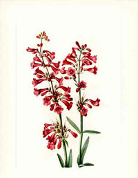 Mary Vaux Walcott 1925 Print Wright Penstemon - Panteek Antique Prints