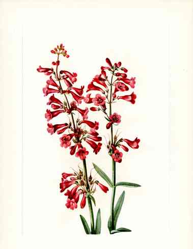Mary Vaux Walcott 1925 Print Wright Penstemon