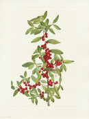 Mary Vaux Walcott 1925 Print Yaupon Holly - Panteek Antique Prints