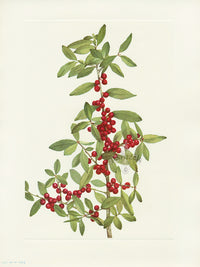 Mary Vaux Walcott 1925 Print Yaupon Holly - Panteek Antique Prints