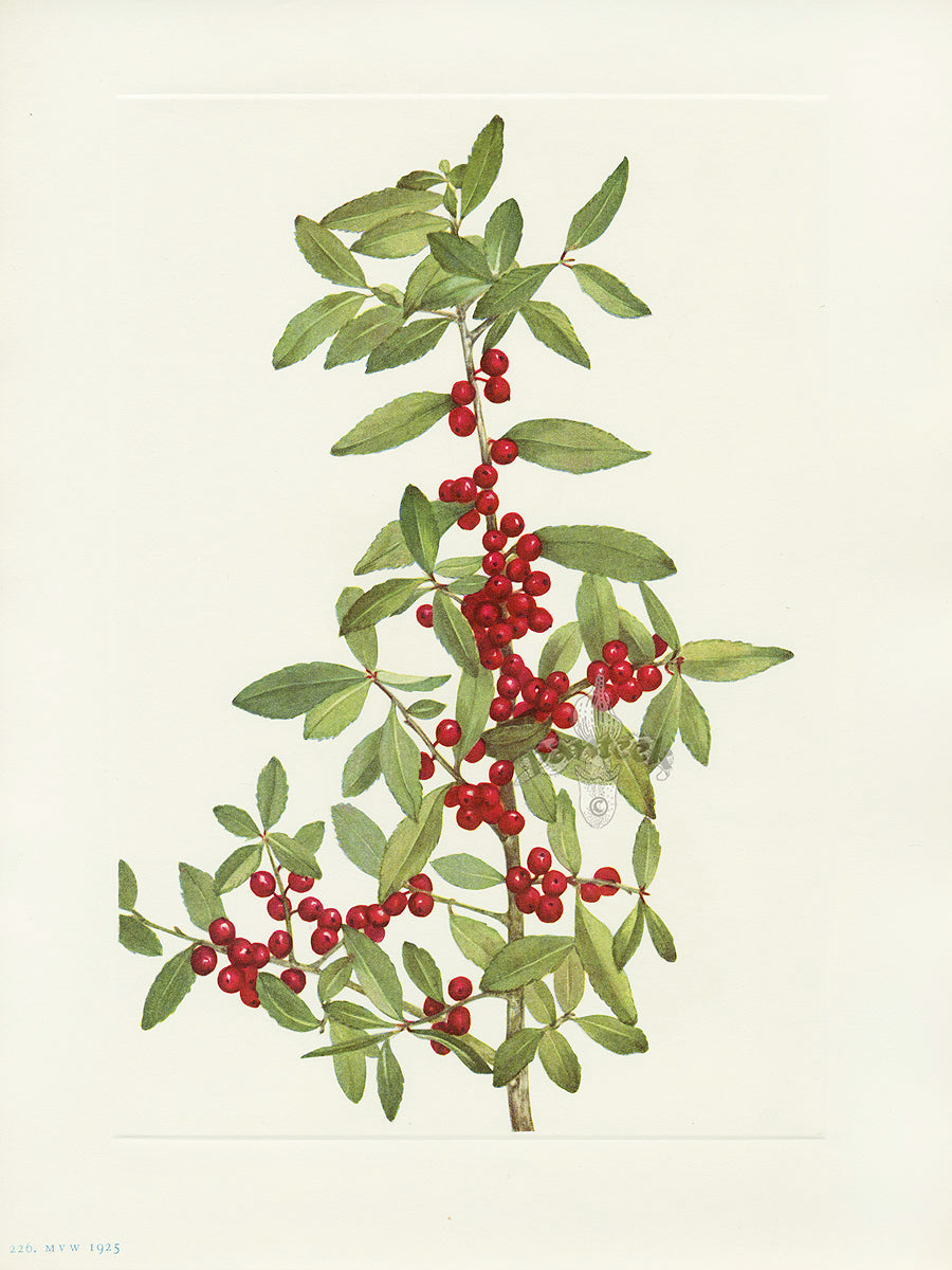 Mary Vaux Walcott 1925 Print Yaupon Holly