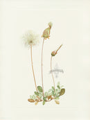 Mary Vaux Walcott 1925 Print Yellow Dryad - Panteek Antique Prints