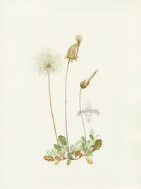 Mary Vaux Walcott 1925 Print Yellow Dryad - Panteek Antique Prints