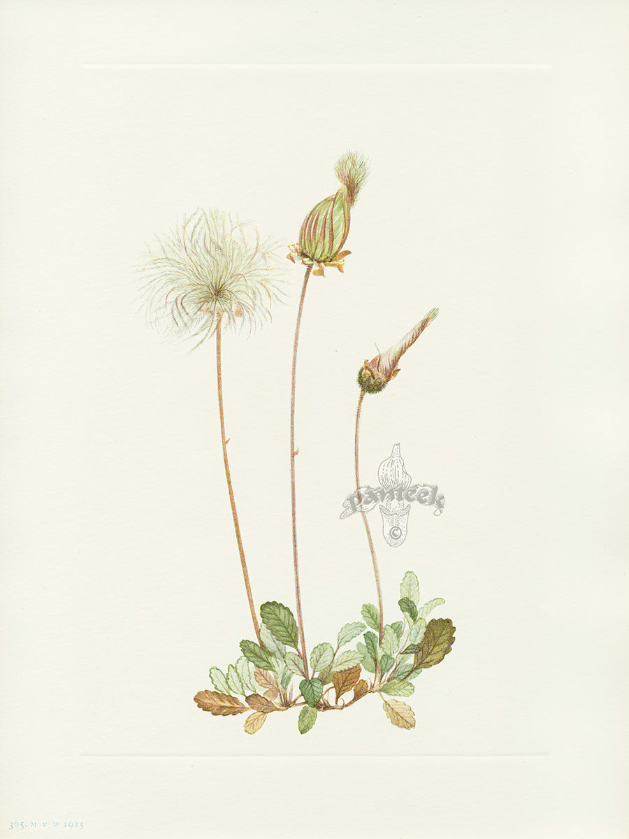 Mary Vaux Walcott 1925 Print Yellow Dryad