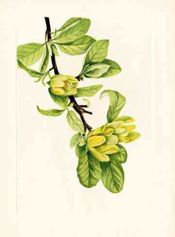 Mary Vaux Walcott 1925 Print Yellow Magnolia Tree