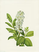 Mary Vaux Walcott 1925 Print Zenobia - Panteek Antique Prints