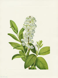 Mary Vaux Walcott 1925 Print Zenobia - Panteek Antique Prints